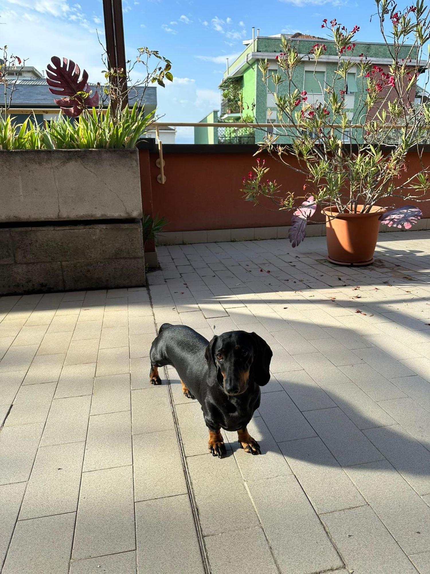 Meraviglioso Super Attico Con Terrazza Mailand Exterior foto